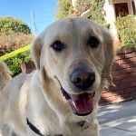 Dog Walking Service - Southern California Dog Walkers - Overnight Pet Sitting