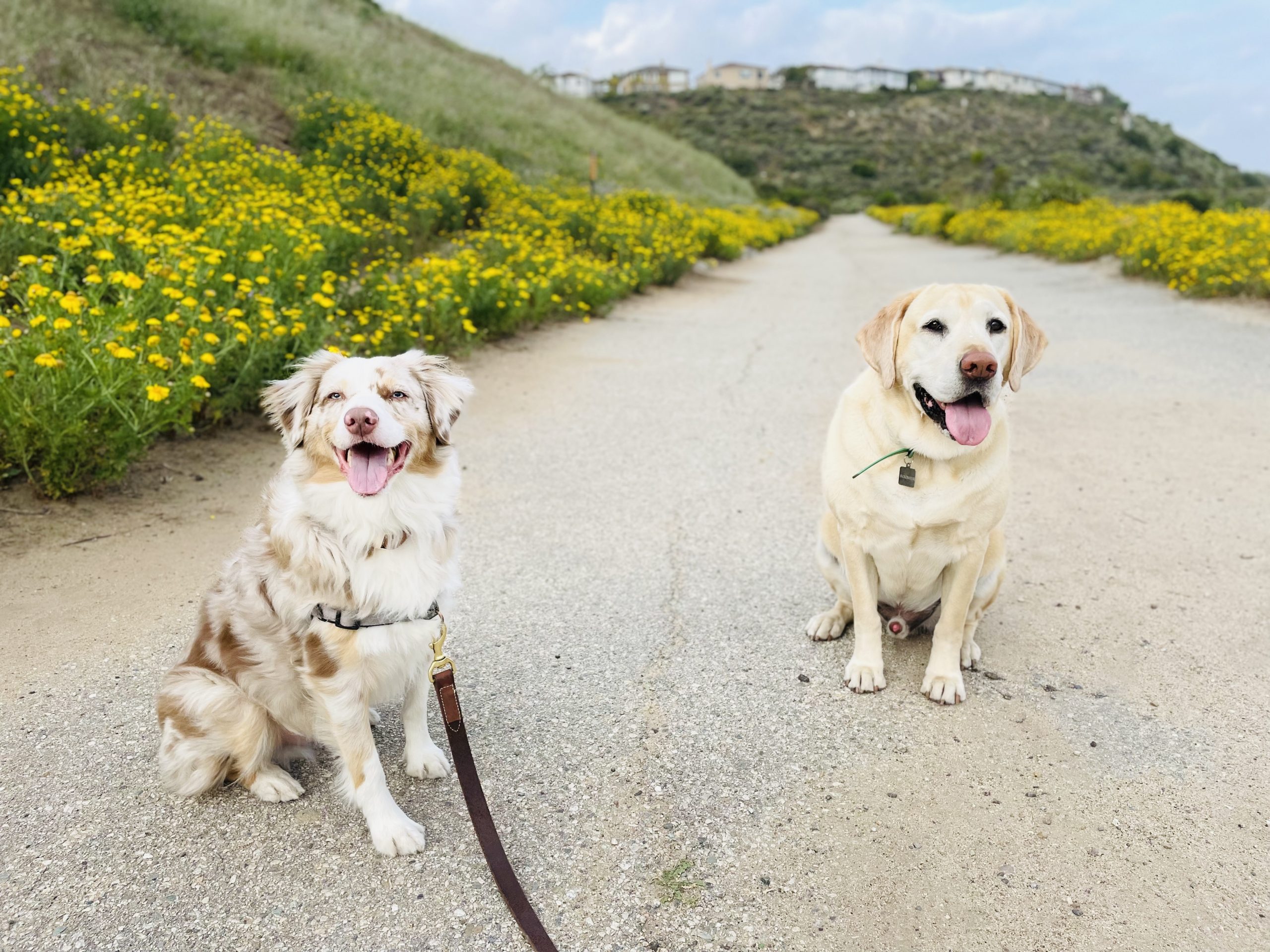 happy hikers