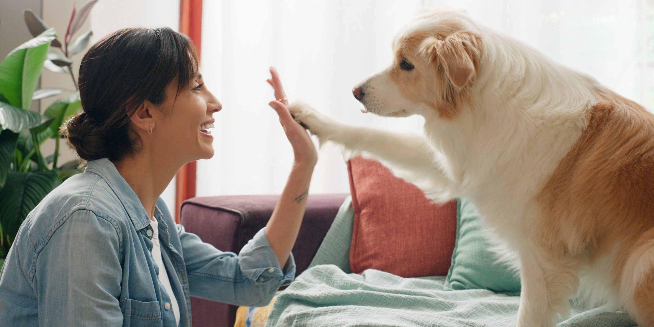 pet sitting in Huntington NY