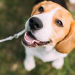 pet sitting in Huntington NY