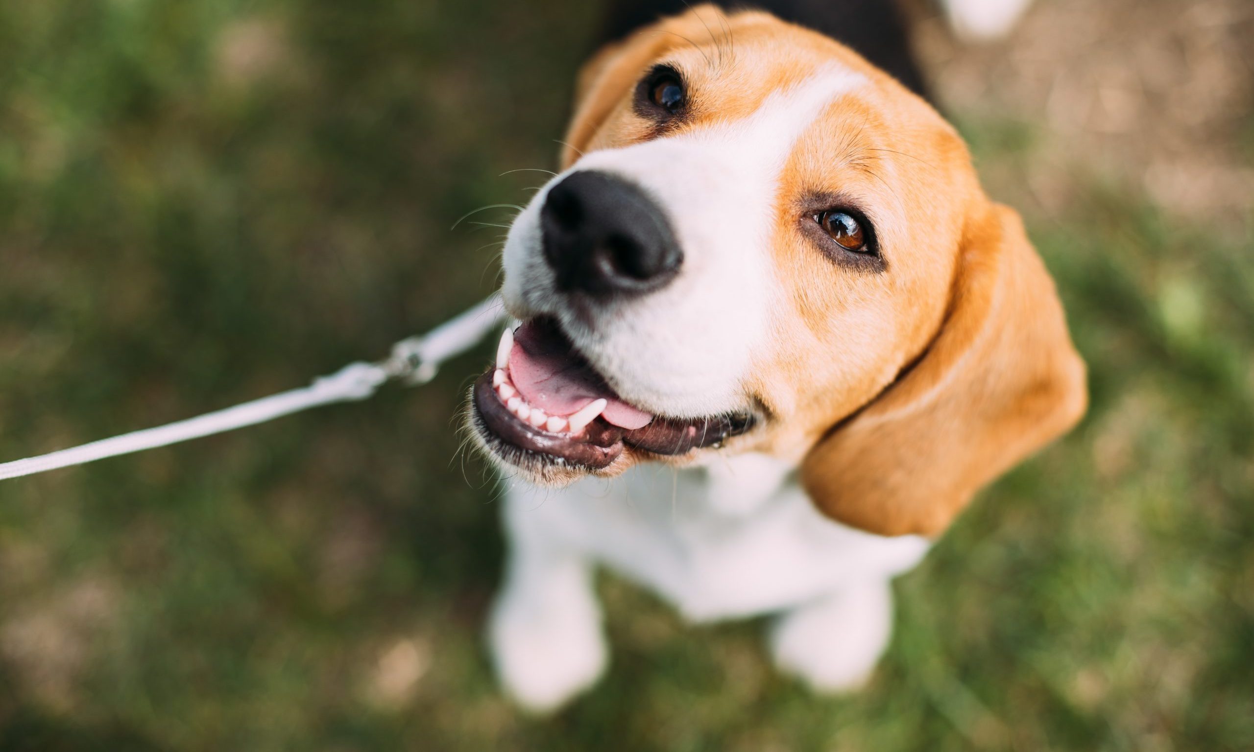 pet sitting in Huntington NY